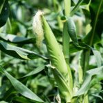 maize, plant, corn-5463051.jpg